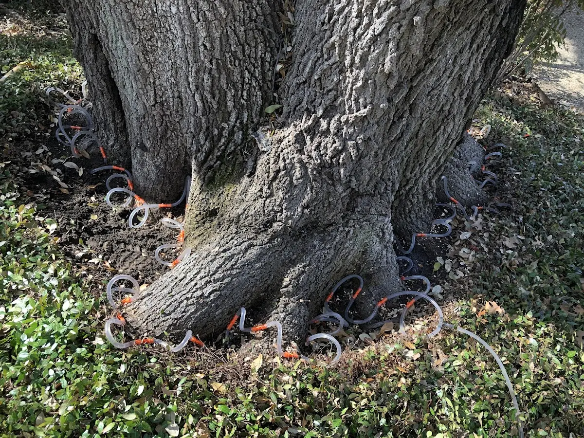 Detailed Tree Cabling and Bracing job site in Saxonburg