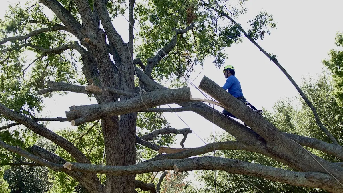 Professional Crown Thinning performed by certified arborists in Saxonburg