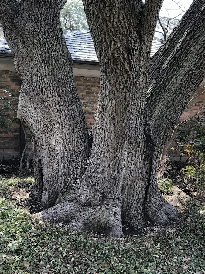 Mature heritage tree close to a Saxonburg property cared for by certified arborists